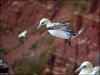 164 Helgoland