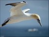 153 Helgoland