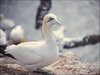 071 Helgoland