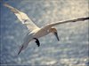 079 Helgoland