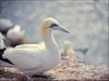 072 Helgoland