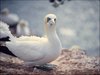 070 Helgoland