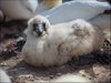 136 Helgoland