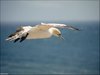 145 Helgoland