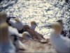 075 Helgoland