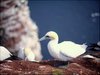 051 Helgoland