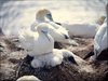 065 Helgoland