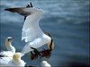 161 Helgoland