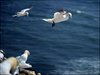 176 Helgoland