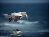 187 Helgoland