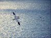 078 Helgoland