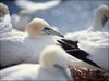 059 Helgoland