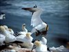 160 Helgoland