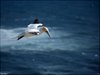 185 Helgoland
