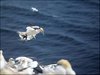 142 Helgoland