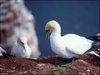 053 Helgoland