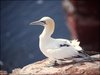 057 Helgoland