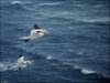 170 Helgoland