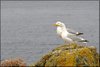 0304-Irland August-2018