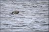 0228-Irland August-2018