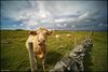 0459-Irland August-2018