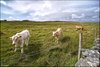 0461-Irland August-2018