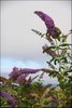 0284-Irland August-2018