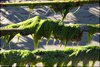 0020-Irland August-2018