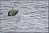 0227-Irland August-2018