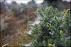 0291-Irland August-2018