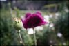 0399-Irland August-2018