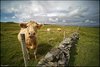 0460-Irland August-2018