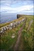 0163-Irland August-2018