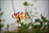 0266-Irland August-2018
