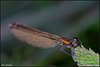 21_sample_6