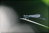 7_sample_7
