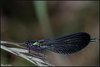20_sample_5
