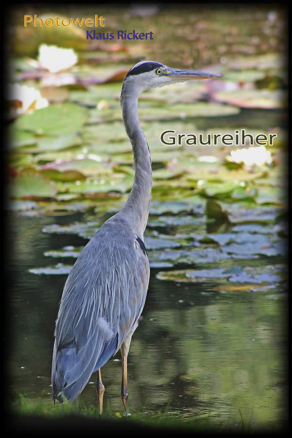 HG-Graureiher
