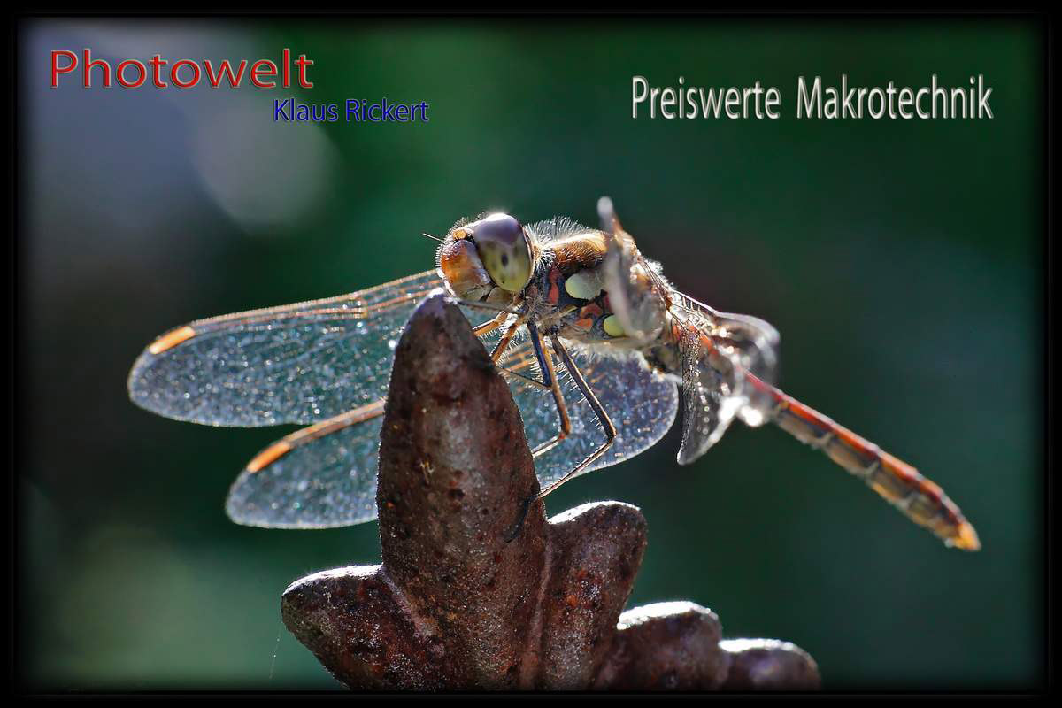 HG-Preiswerte Makros