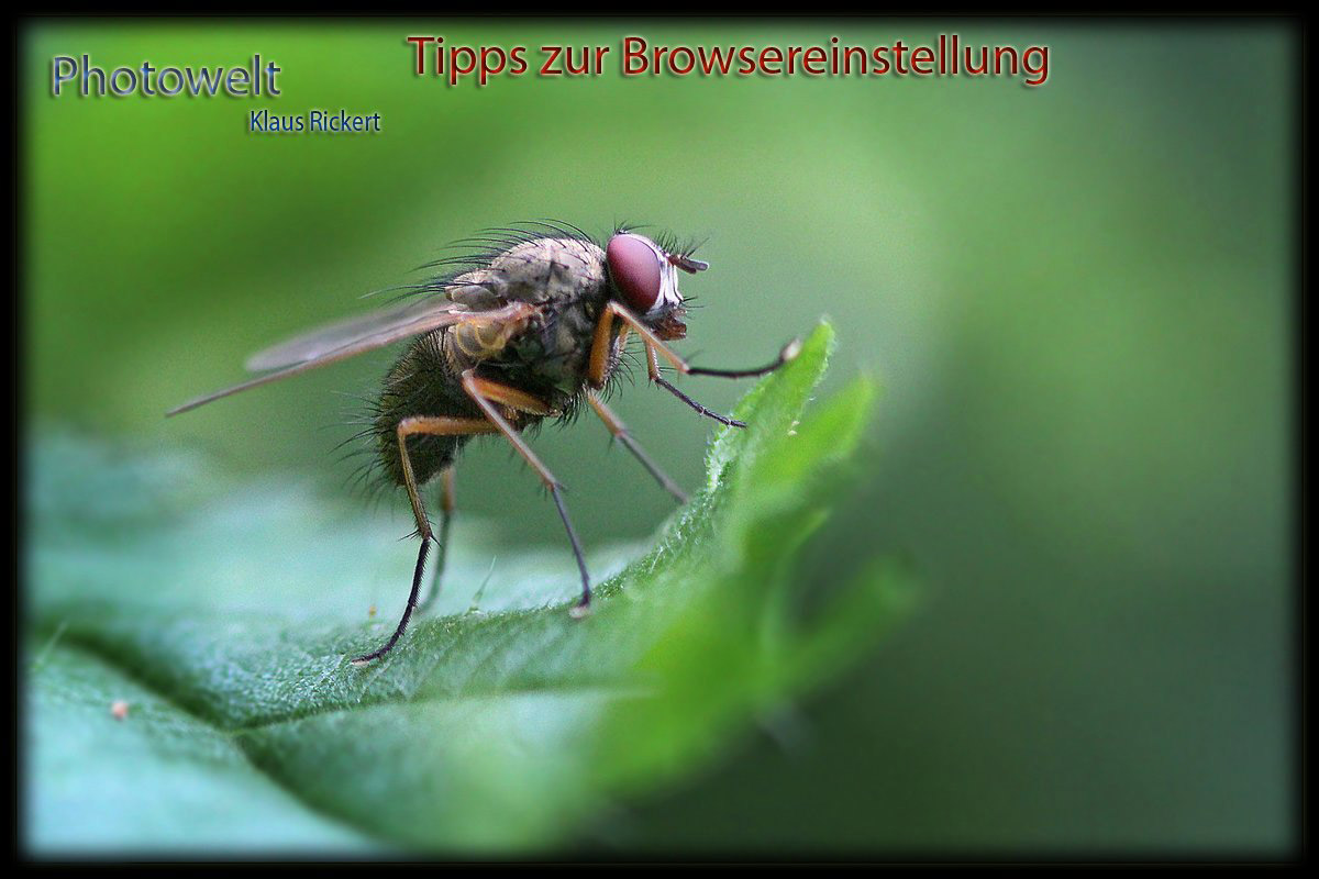 HG-Tipps zur Browser-einstellung