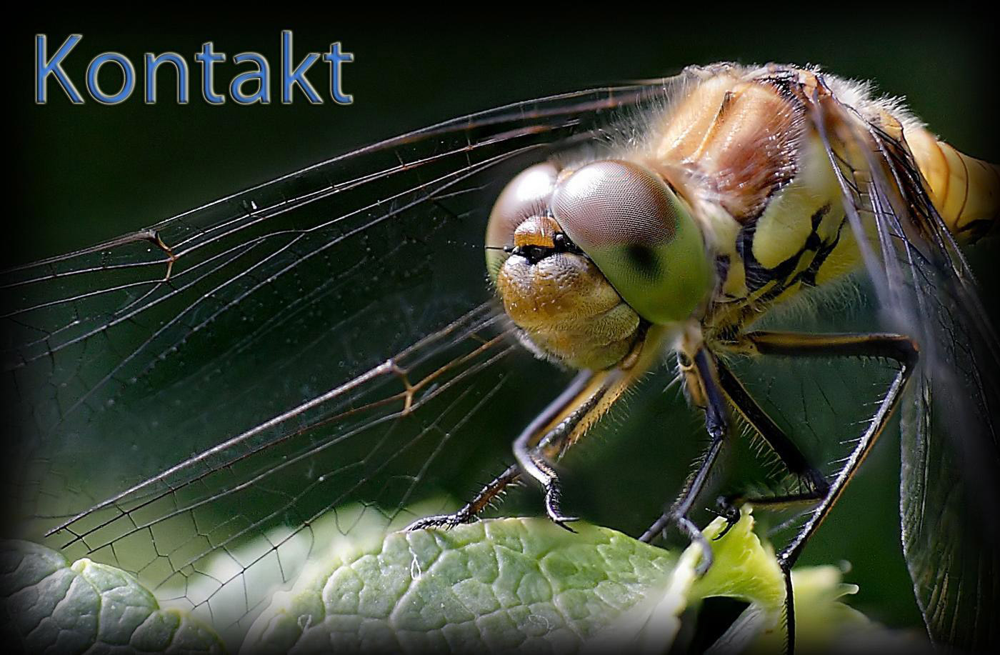 HG-Kontakt