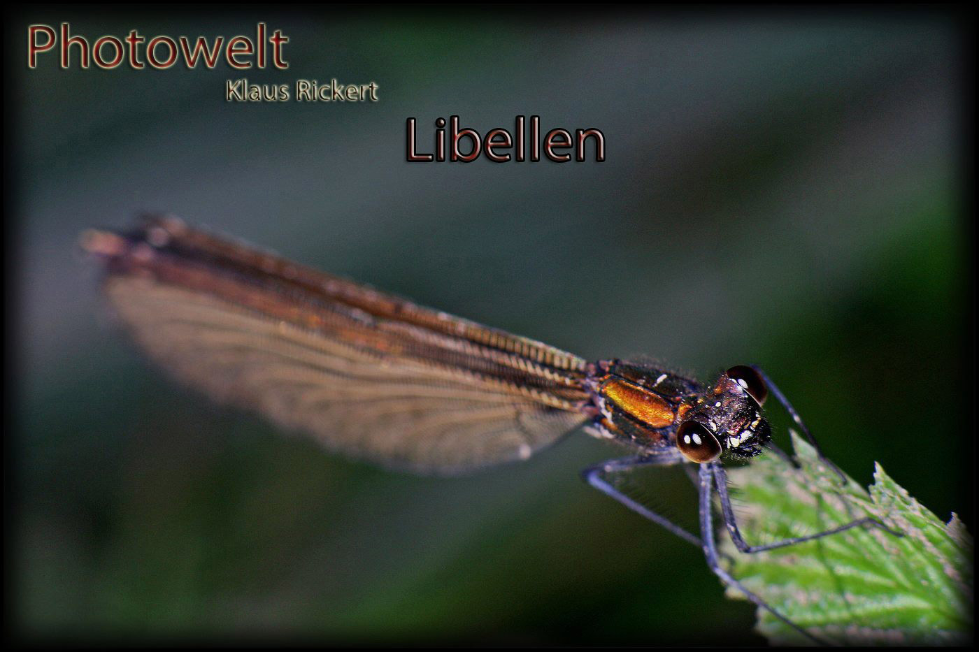 Libellen HG